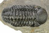 Pair Of Well Preserved Austerops Trilobite - Ofaten, Morocco #224985-2
